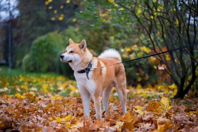 A Shiba Inu dog on a leash stands on a bed of fallen autumn leaves.