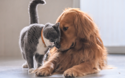 Essential Wellness Exams for Your Pet