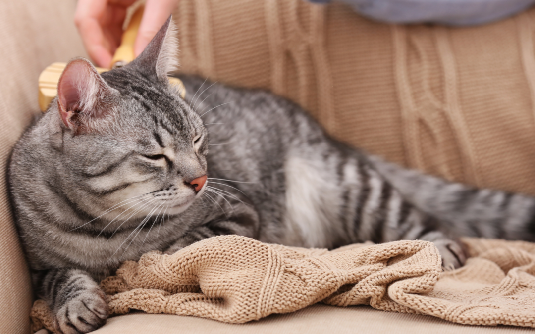 Silent but Deadly: Why Early Heartworm Detection Saves Pets