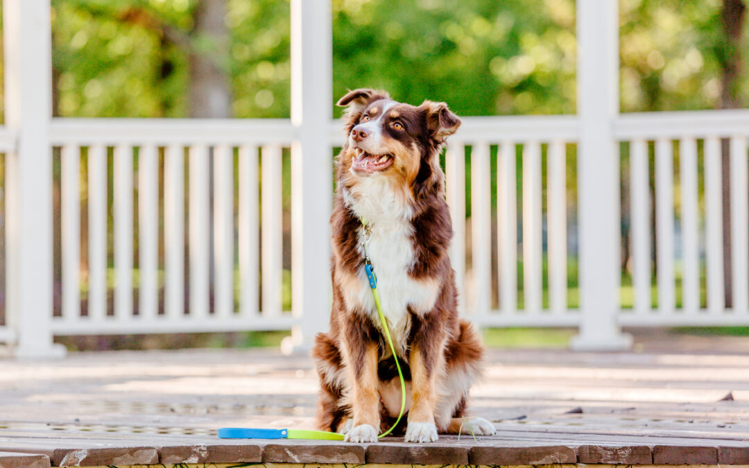 Top Tips for a Safe Pet Summer in Chesapeake