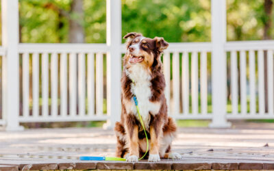 Top Tips for a Safe Pet Summer in Chesapeake