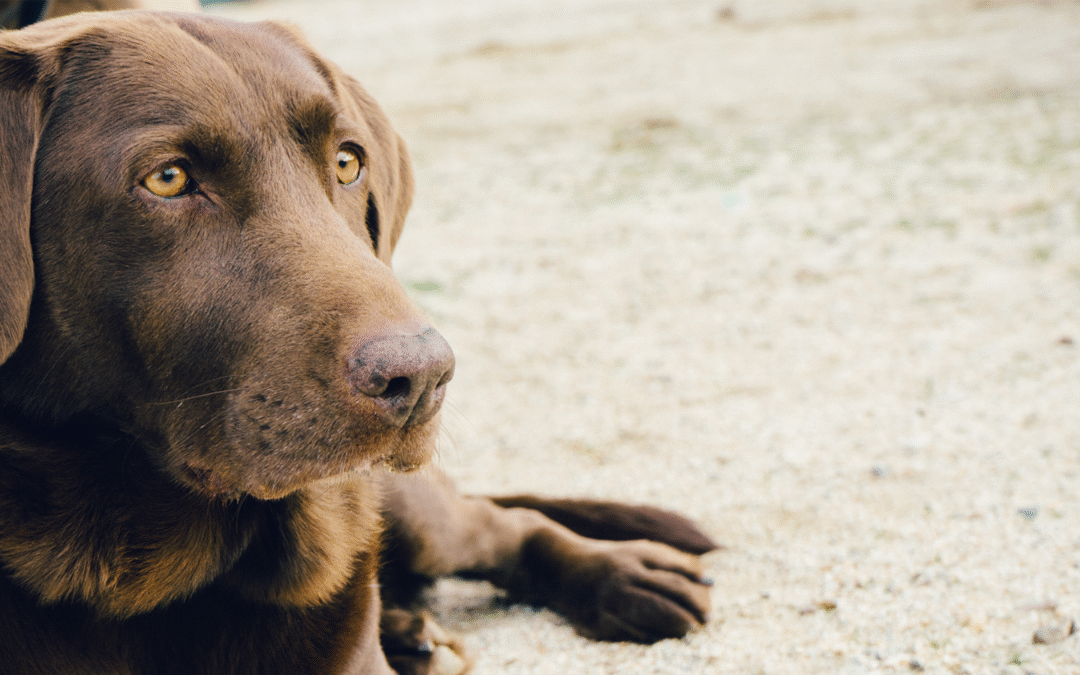 Is My Pet Overweight? How to Tell and What to Do About It