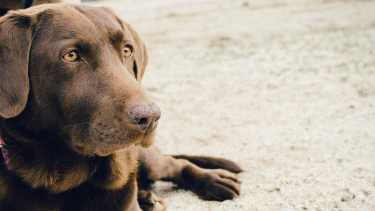 Close-up of a chocolate Labrador Retriever lying on sandy ground, gazing into the distance.