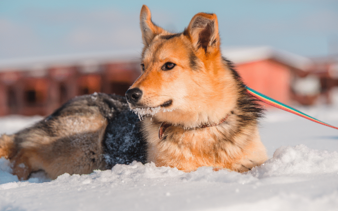 Winter Wellness for Older Pets in Chesapeake, VA