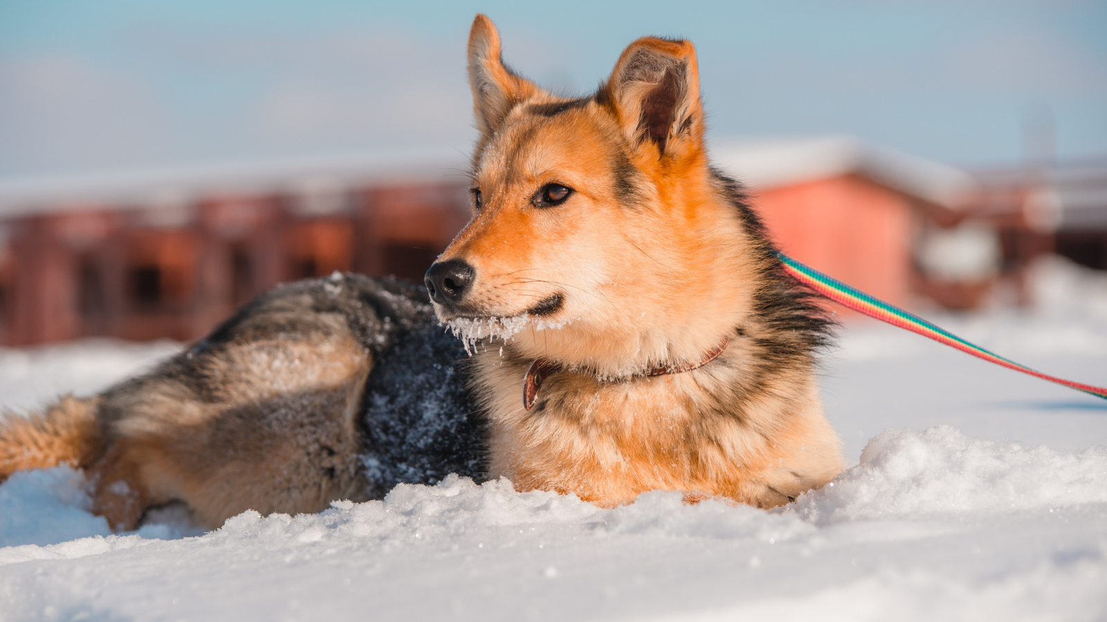 ro – 2025-12-12T072120.614