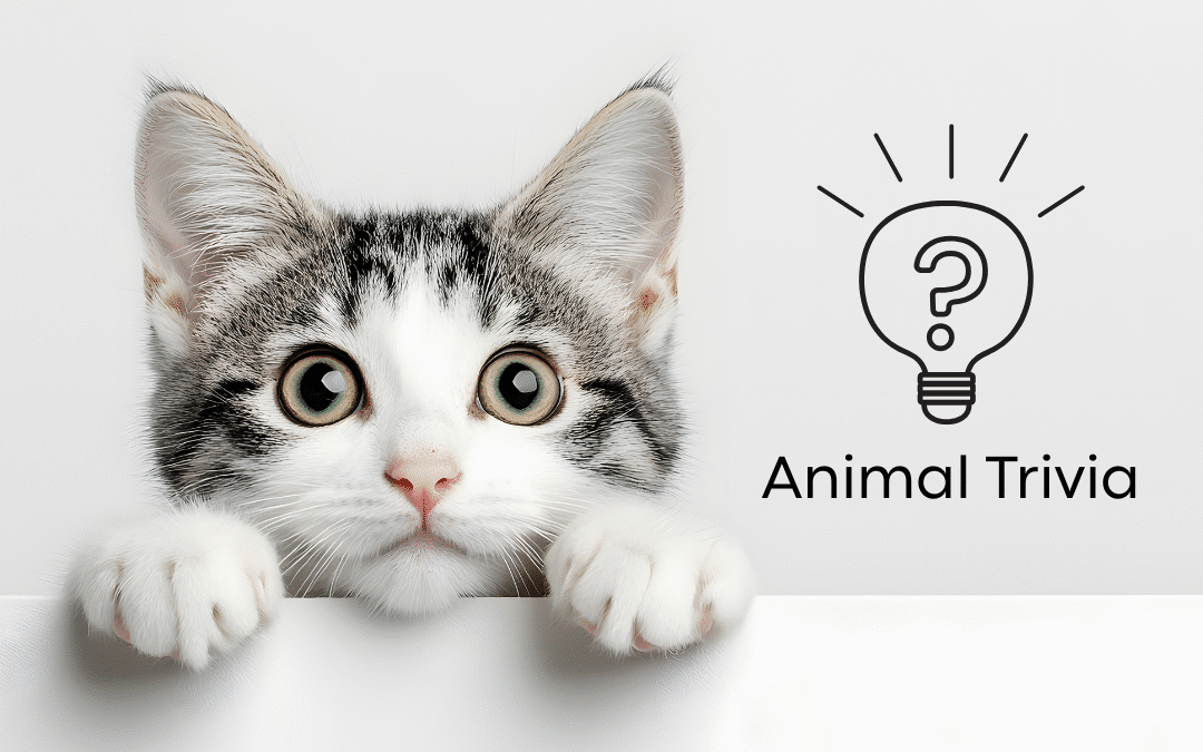 Vet Near Me Quiz – Are You Smarter Than a 5th Grader? Pet Edition | MyVet