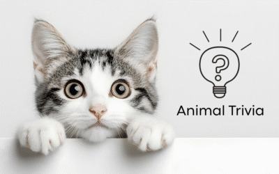 Vet Near Me Quiz – Are You Smarter Than a 5th Grader? Pet Edition | Mount Berry Animal Hospital