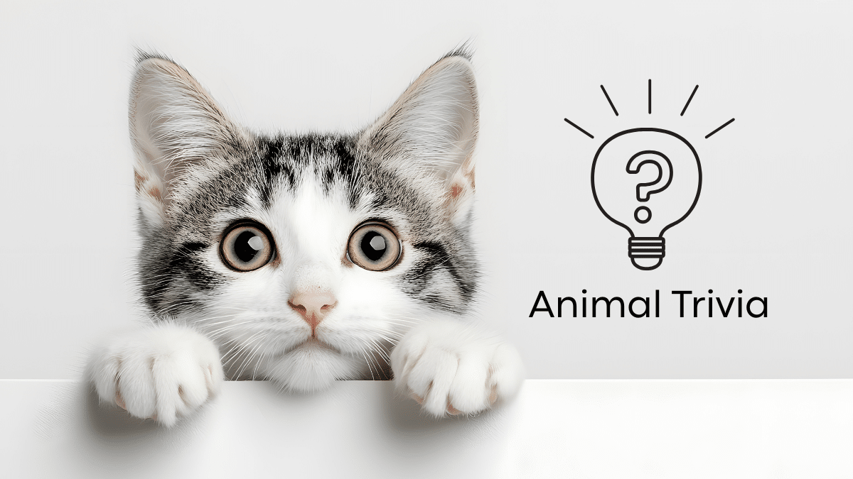 Vet near me at MyVet Chesapeake providing wellness exam in Chesapeake VA
