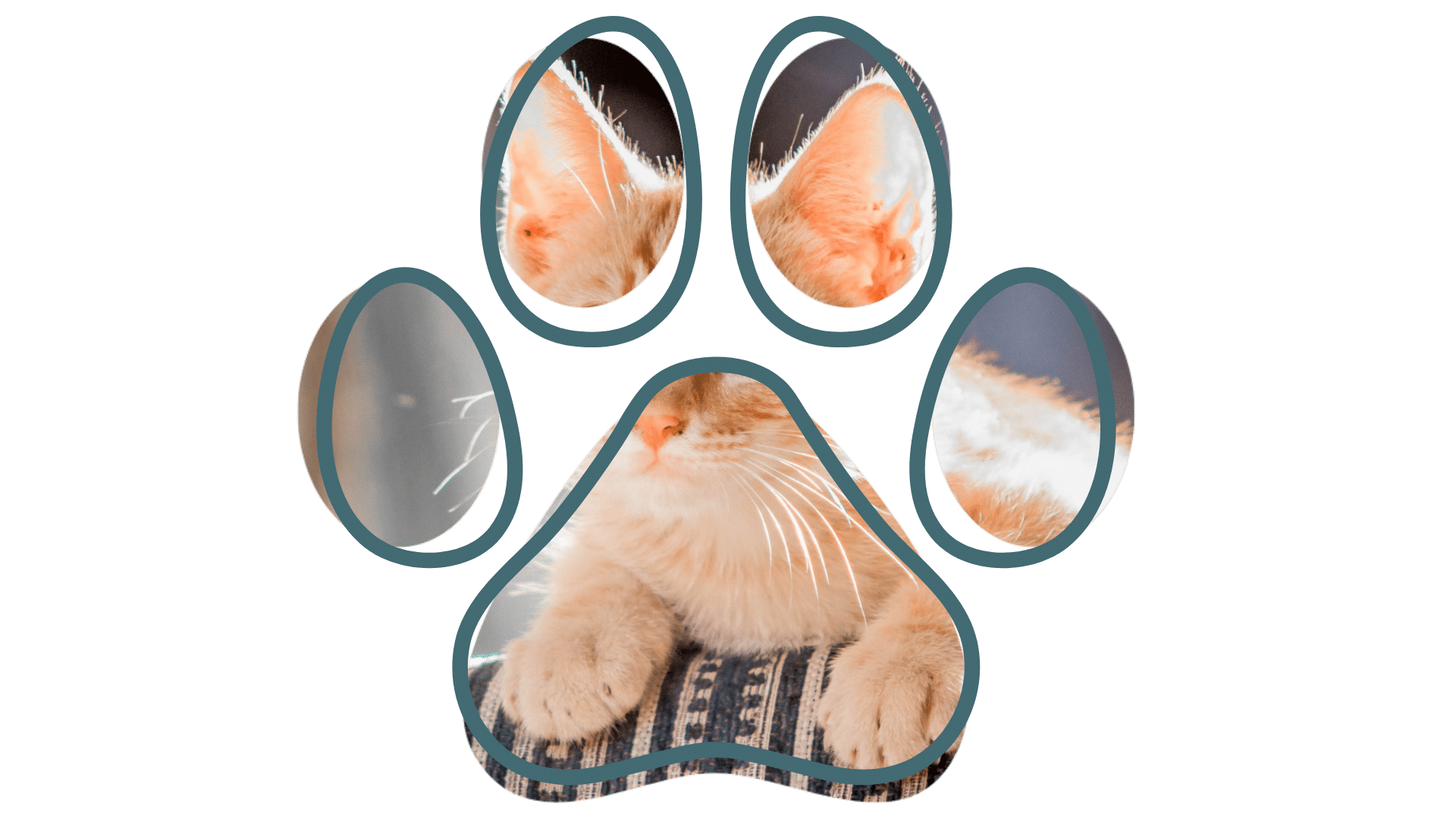 Vet near me Chesapeake team at MyVet providing compassionate pet care