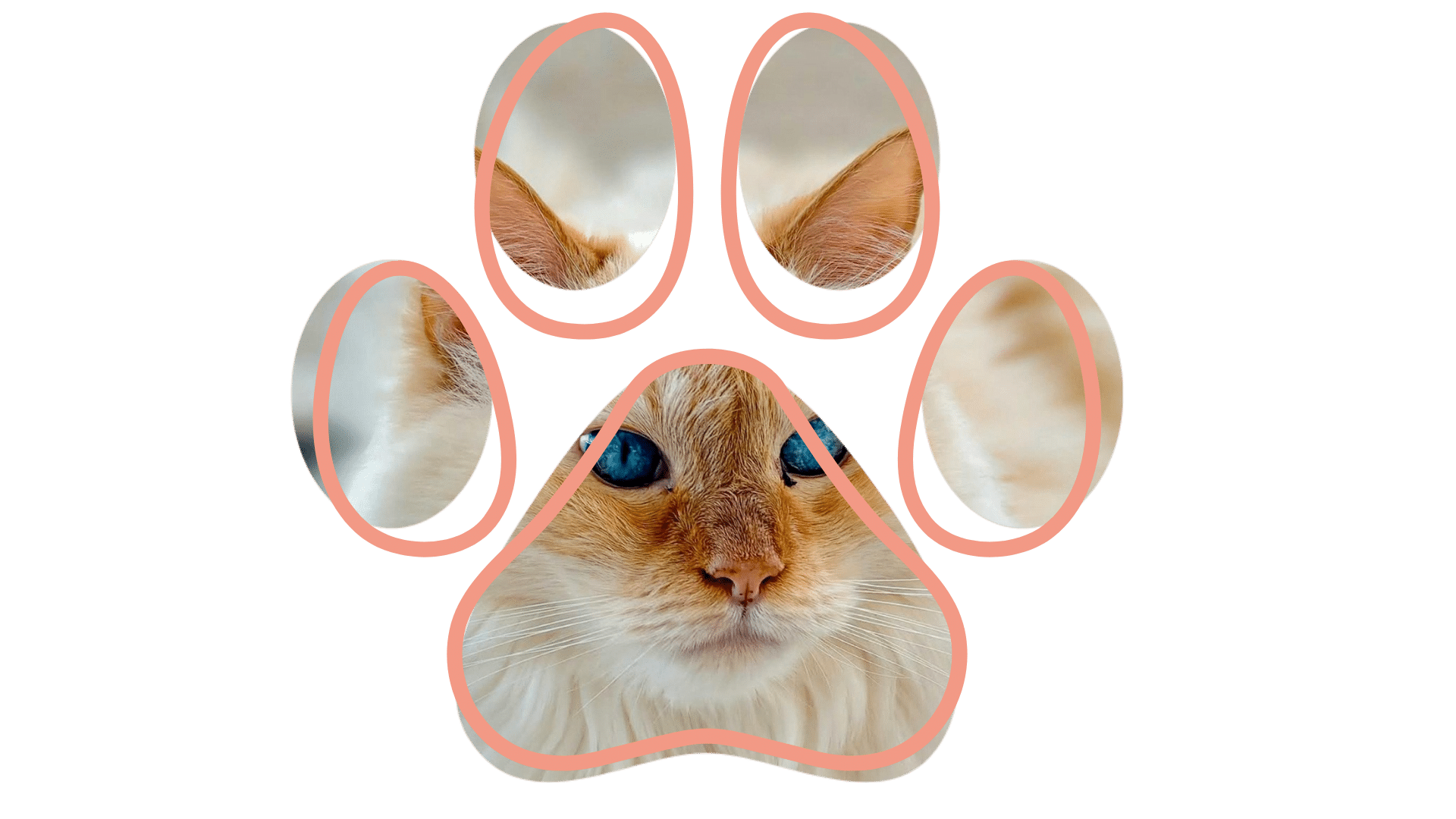 Vet near me MyVet Chesapeake providing preventive care for cats in Chesapeake VA