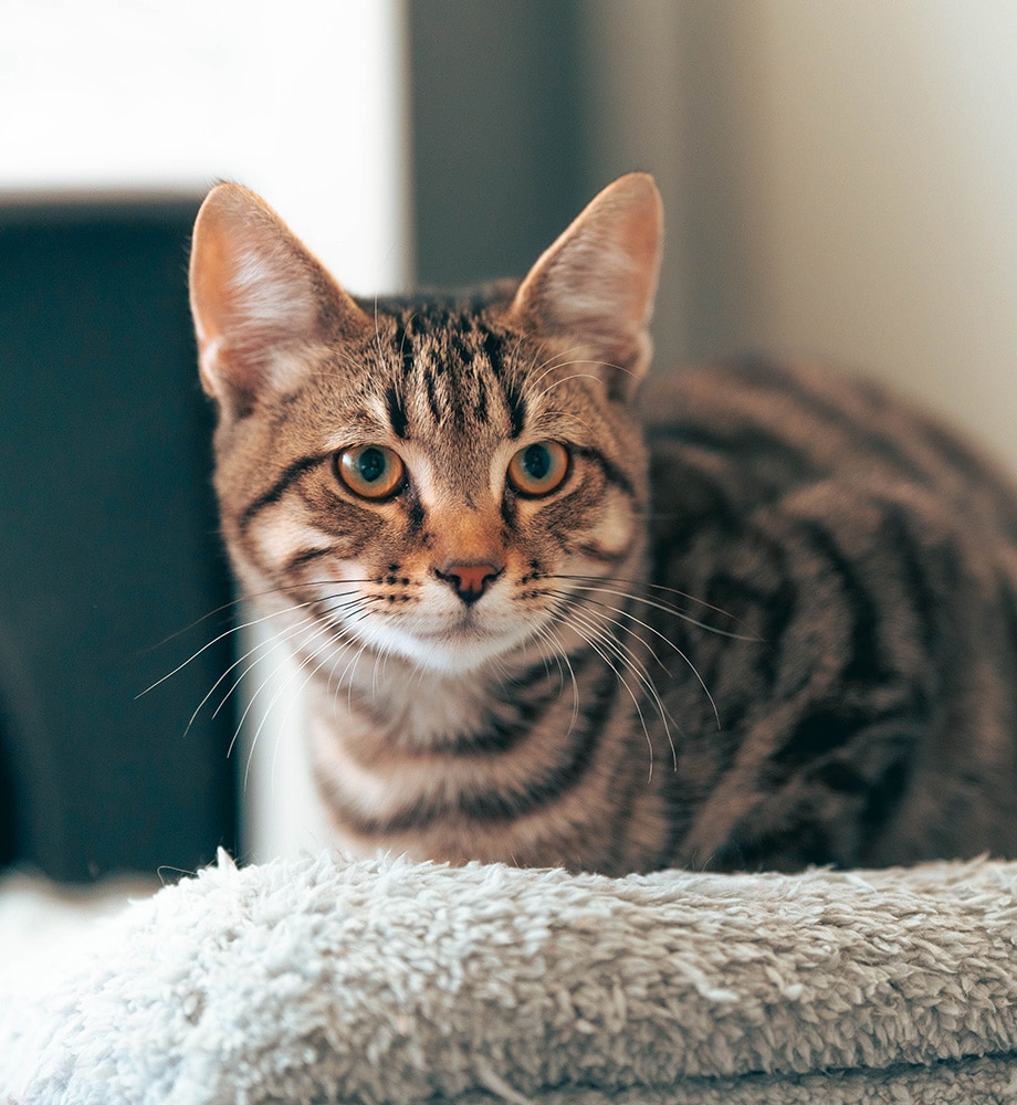 tabby-cat-on-a-cozy-pet-bed-indoors