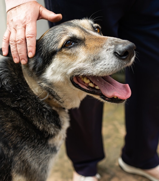 the-elderly-countrywoman-plays-with-a-dog-smiling-2025-03-13-00-08-16-utc 1 1