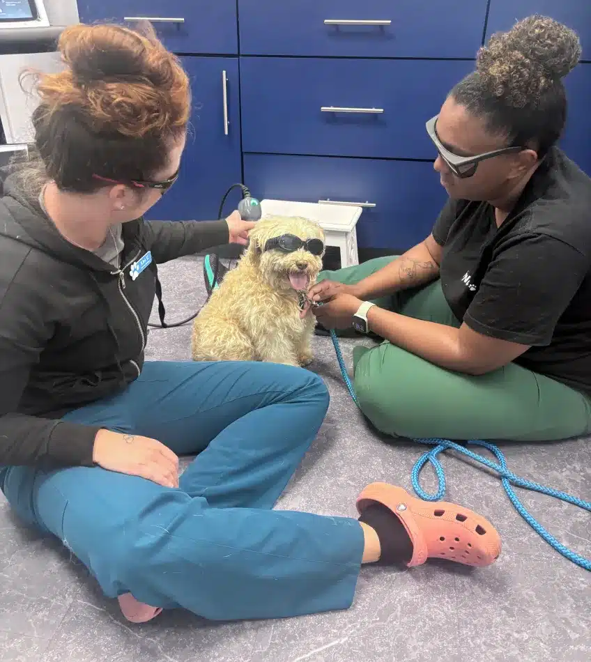 laser therapy2