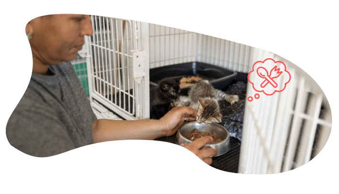 Shelter pet wellness exam at MyVet in Chesapeake after adoption