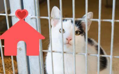 What to Think About When Adopting a Shelter Pet in Chesapeake