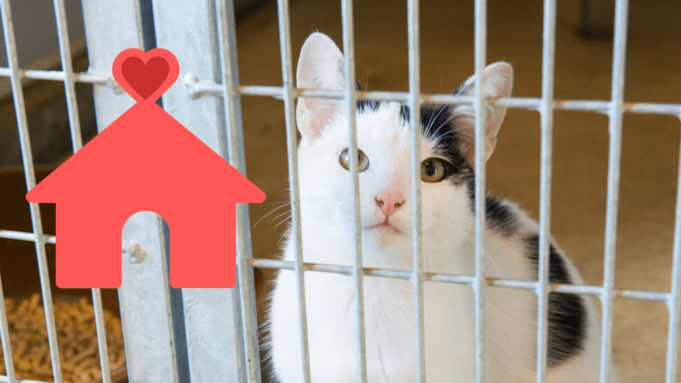 Adopting a shelter cat with guidance from MyVet in Chesapeake, VA