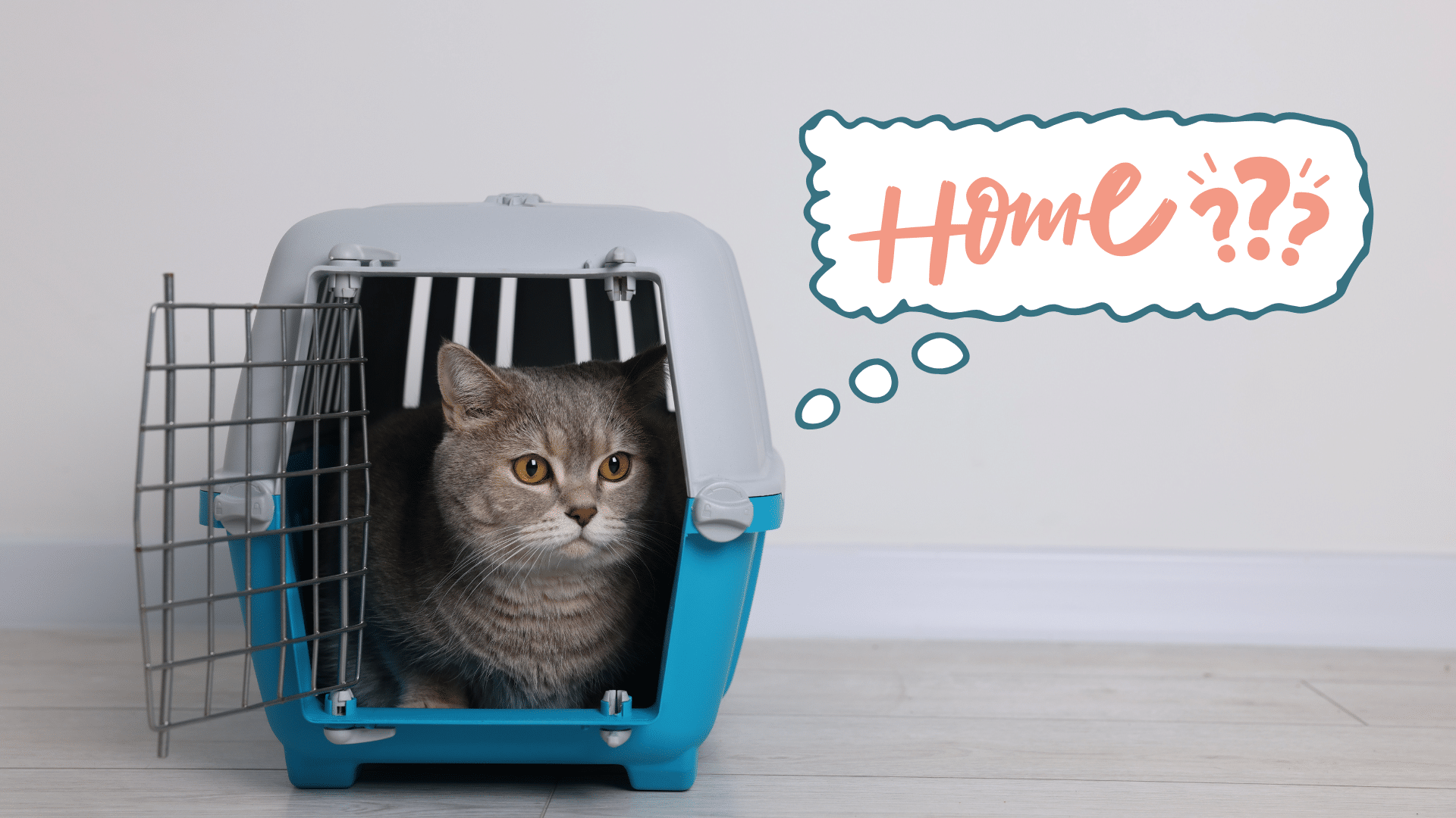 Cat waiting in a carrier as new pet owners prepare for life at home with MyVet in Chesapeake, VA