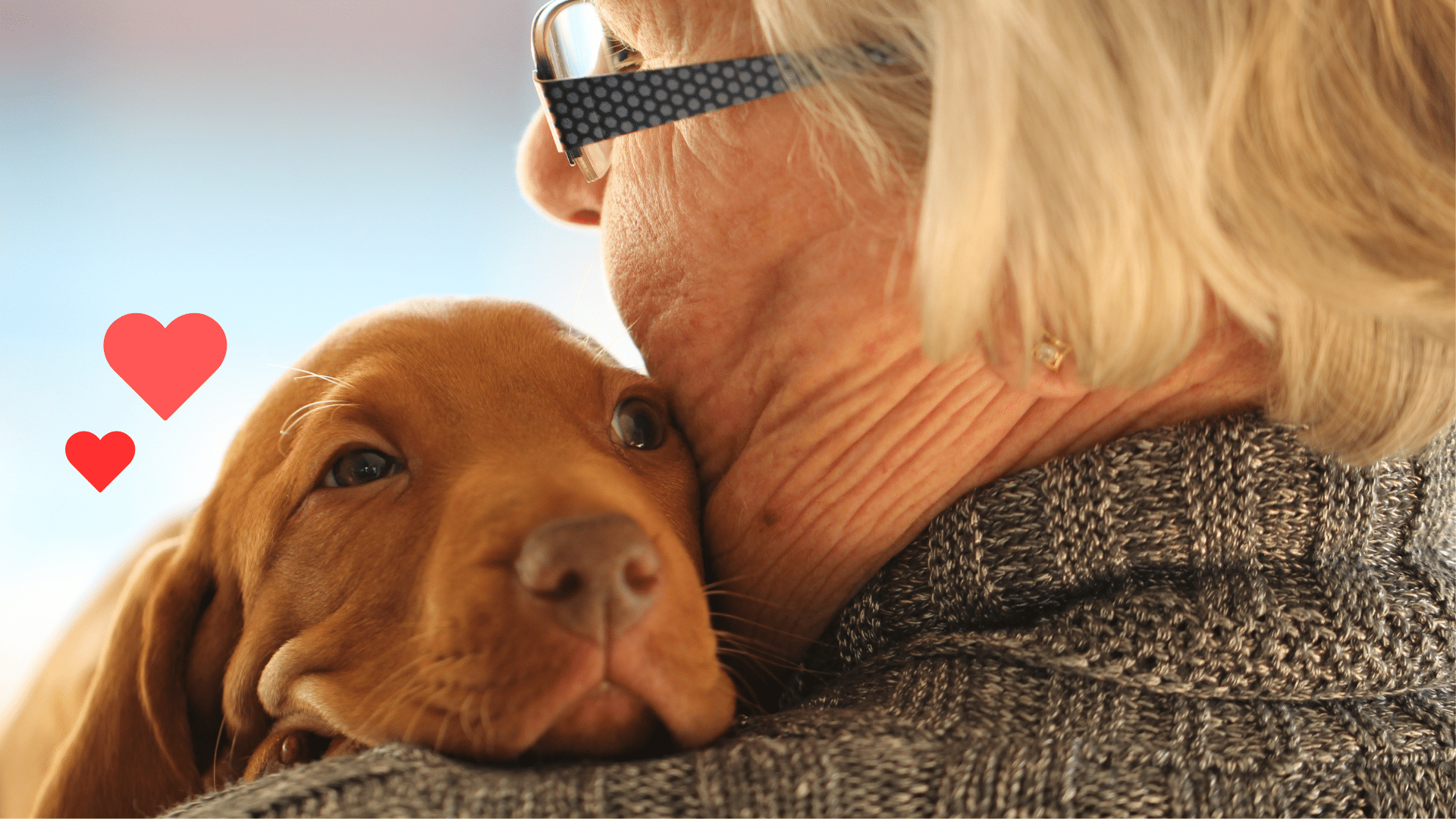 Puppy bonding with an owner during the first days of new pet ownership near MyVet in Chesapeake, VA